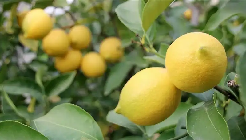 Limonun Fiyatı Yükseliyor: Adedi 24 Lira Oldu!