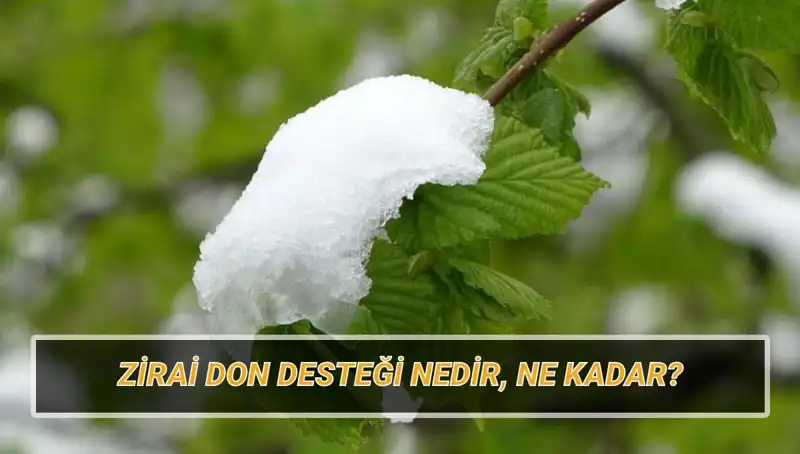 Zirai Don Desteğiyle Tarımcıların Yüzü Gülecek: Detaylar Açıklanıyor
