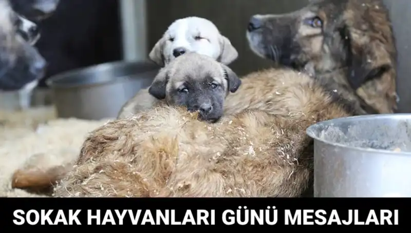 Dünya Sokak Hayvanları Günü: Sahipsiz Dostlarımızı Unutmayalım!