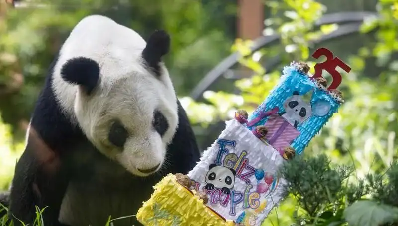 Dev Panda Xin Xin, 35. Yaşında Dünyayı Büyüledi!