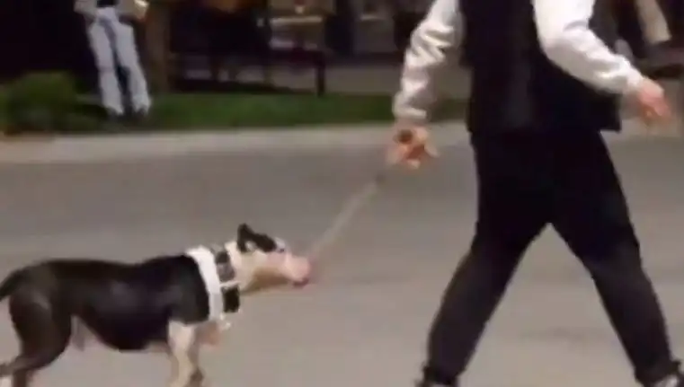 Ağızlıksız Pitbull’un Salgını: Sahiplerine Havalı Para Cezası!