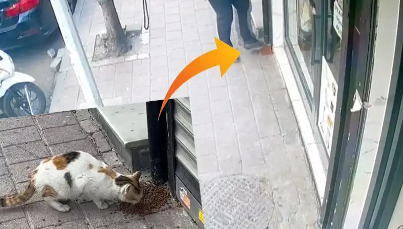 Kediler, Mamaları Dağıtıp Eğlenceye Daldı: Sosyal Medya Fenomeni Oldu!