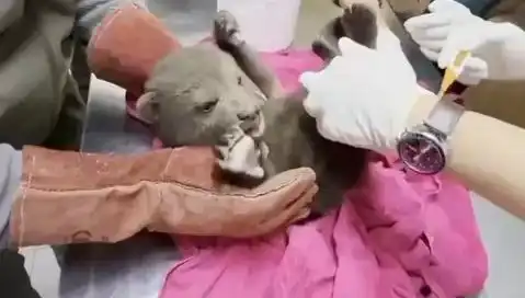 Karabük'te Büyüleyici Bir Keşif: Yavru Bozayı Doğada Bulundu!