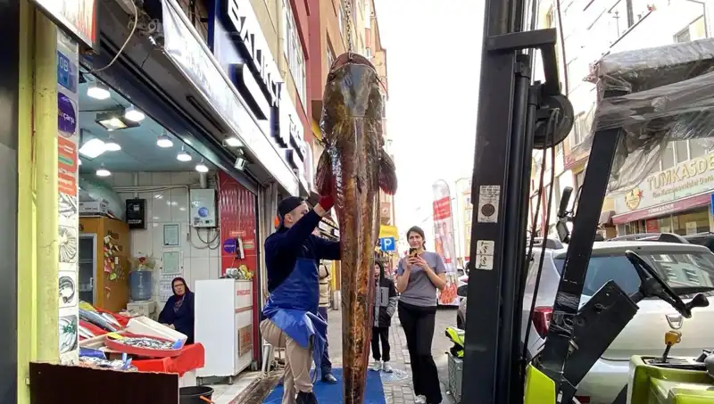 Meriç Nehri'nde Yakalanan Dev Balık 3 Metre Uzunluğunda!