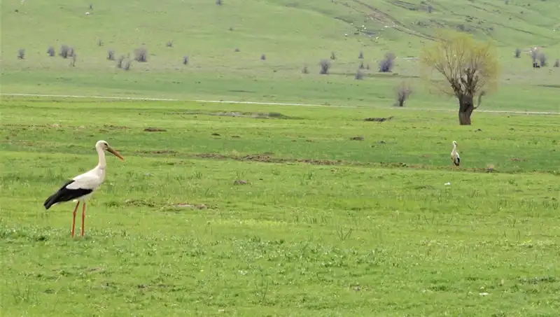 Leyleklerin Baharı Karşıladığı Muş Ovası'nda Görüntü Şöleni