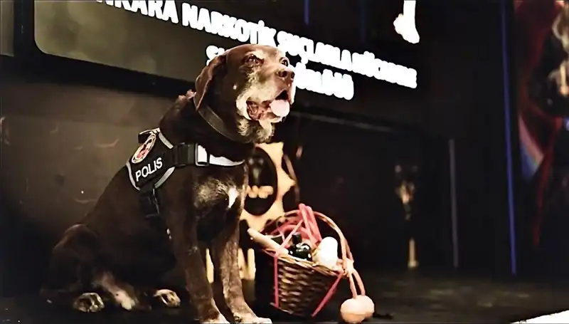 Ankara'nın Emektar Narkotik Köpeği 'Toma': 11 Yılın Ardından Emekli Oldu