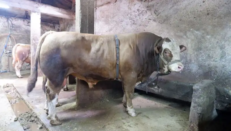 1 Ton 200 Kilo Tarihi Eser İhaleye Çıktı: Fiyatı Dikkat Çekiyor!