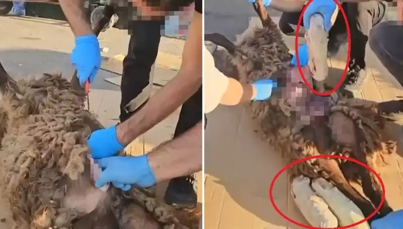 Zehir Tacirlerinin Eşine Az Rastlanan Yöntemi: Ölü Koyunun Karnındaki Sırrı Keşfedildi