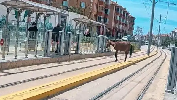 Eskişehir Tramvay Raylarında Şaşırtan Görüntü: Başıboş At!