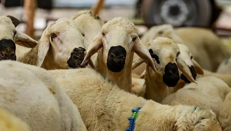 Kurban Bayramı 2025: Kurban Kesmenin Dini Sorumlulukları ve Merak Edilenler