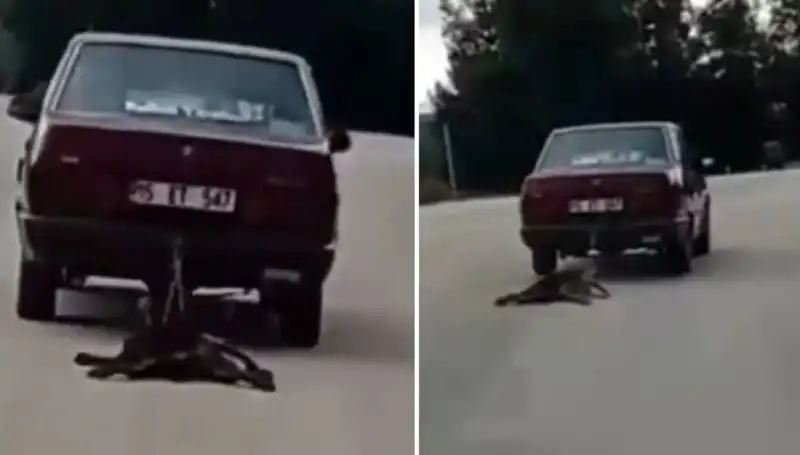 Sürücünün Dikkatsizliği: Otomobilin Arkasına Bağlı Köpek Sürükleniyor!