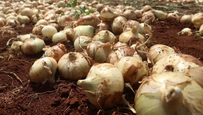 Hatay'da Soğan Hasadı Ağızları Sulandırıyor: Çiftçinin Yüzü Güldü
