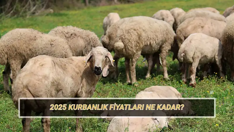 2025 Kurbanlık Fiyatları: Büyükbaş ve Küçükbaş Kurban Maliyetleri Ne Olacak?