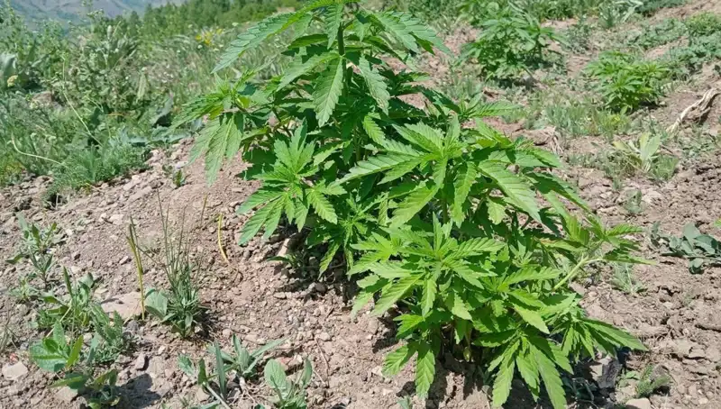 Bingöl'de Kenevir ve Kaçak Tütün Operasyonu: Suçlular Yılın En Büyük Eyleminde Yakalandı