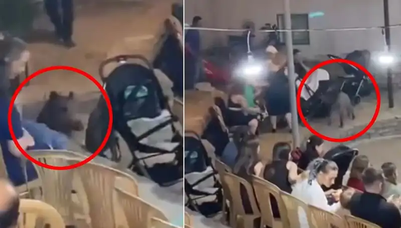 Düğün Töreninde Yaban Domuzu Sürprizi: Misafirlere Korku Dolu Anlar Yaşattı