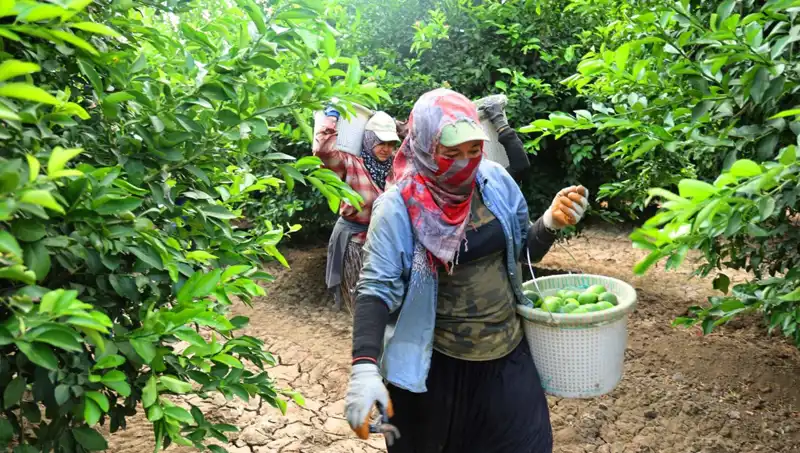 Türkiye’de Market Kilosu 150 Lirayı Aşan Ürünlerde Fiyat Düşüşü Umutlandırıyor