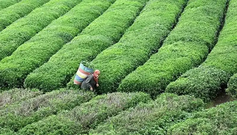 ÇAYKUR Bayramda Yaş Çay Alımına Devam Ediyor! Tarımda Bayram Bereketi**