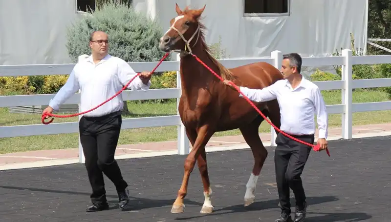 Taşkın Kral: Doğa Olaylarının Habercisi mi, İnsanın Korkulu Rüyası mı?
