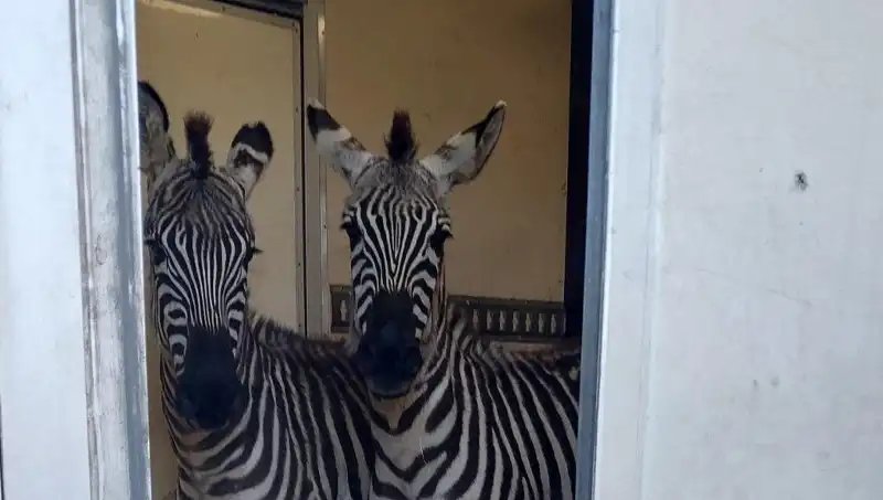 Sınırda Yakalanan Minibüs: 2 Zebra, 6 Maymun, Antilop ve Kuğu Şaşırttı!