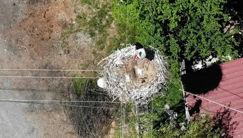 Baharın Müjdecisi: 22 Yıldır Aynı Yuvada Dönen Kuşun Hikayesi