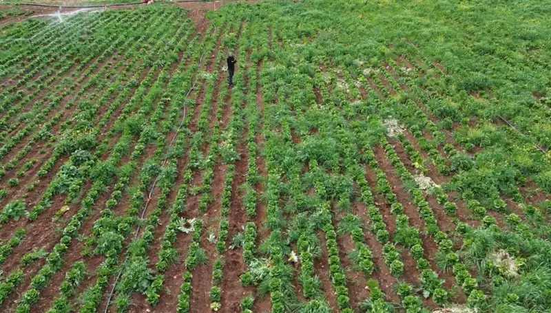 Marul Hasatında Kuraklığın Şok Etkisi: Tarımda Yaşanan Zorluklar