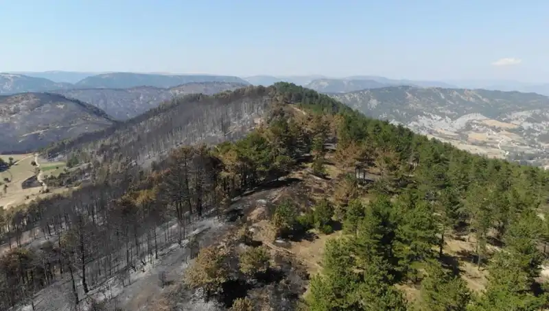 Bolu’da 5 Milyon Fidan, Doğa ile Buluşmaya Hazırlanıyor!