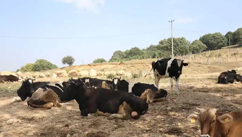 Şap Hastalığı Tehdidi: 22 Köyde Giriş-Çıkış Kısıtlamaları Hayata Geçirildi