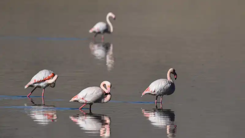 Kuş Cennetinde Kuraklık: Flamingoların Dramatik Azalması ve Etkileri