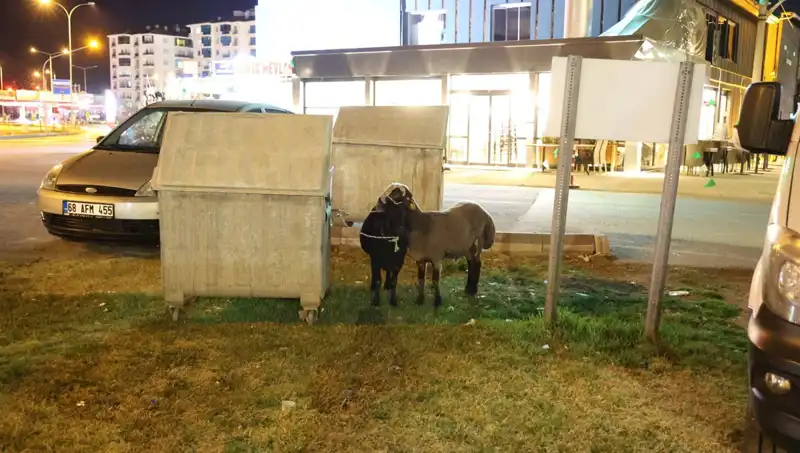 Yola Düşen "Mor Karaman" Koyunları: Çiftçilerin Başına Gelen Talihsiz Olay