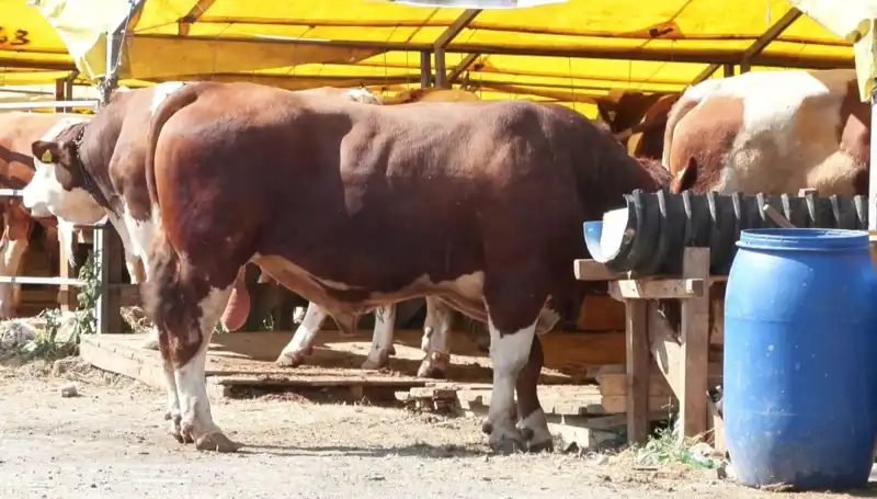 Kurban Pazarlarında Son Güne Doğru Hareketlilik Dikkat Çekiyor