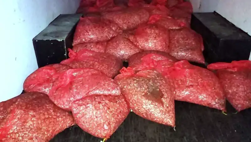1,5 Ton Kaçak Midye Samsun'da Ele Geçirildi: Sağlık Tehlikesi Mi?