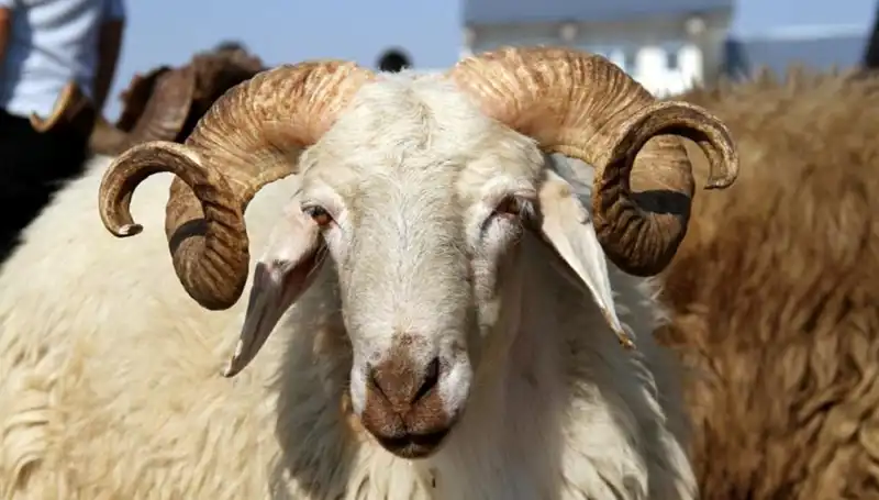 2025 Kurban Bayramı Tatili Hakkında Her Şey: Ne Zaman Başlıyor ve Kaç Gün Sürecek?